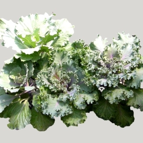 ͼʦģֲģȫ20221350