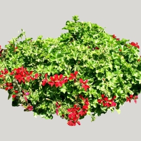 ͼʦģֲģȫ20221442