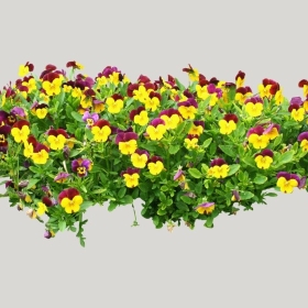 ͼʦģֲģȫ20221748