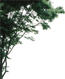 PSزĹҽPSDʽBough02