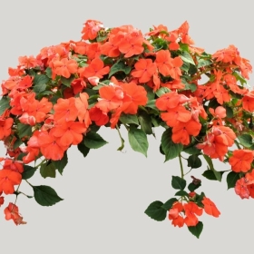 ͼʦģֲģȫ20221684