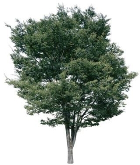 720úLtree06