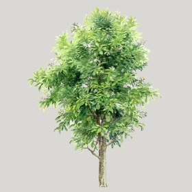 ͼʦģֲģȫ20222662