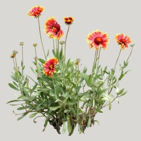 ͼʦģֲģȫ20221702