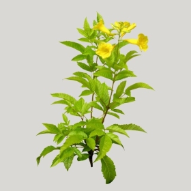 ͼʦģֲģȫ20221535