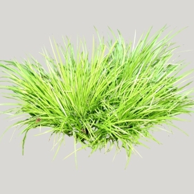 ͼʦģֲģȫ20221743