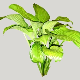 ͼʦģֲģȫ20221641