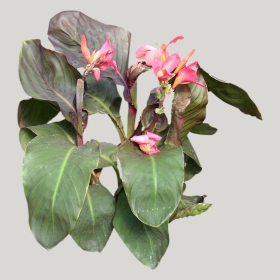 ͼʦģֲģȫ20221113