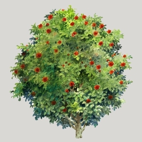 ͼʦģֲģȫ20222646