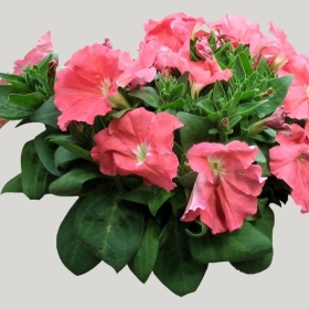 ͼʦģֲģȫ20222129