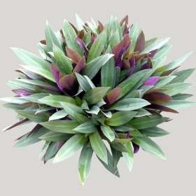 ͼʦģֲģȫ20222053