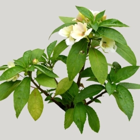 ͼʦģֲģȫ20221980