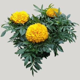 ͼʦģֲģȫ20221895