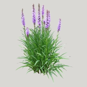 ͼʦģֲģȫ20221432