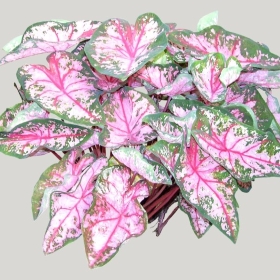 ͼʦģֲģȫ20221177