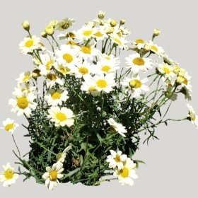 ͼʦģֲģȫ20221884