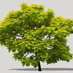 ͼʦģֲģȫ20221233