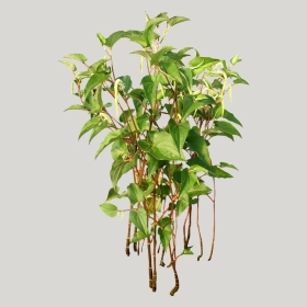 ͼʦģֲģȫ20221856