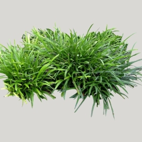 ͼʦģֲģȫ20221841