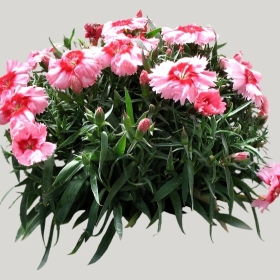 ͼʦģֲģȫ20221057