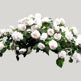 ͼʦģֲģȫ20221085