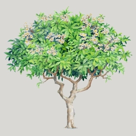 ͼʦģֲģȫ20222217