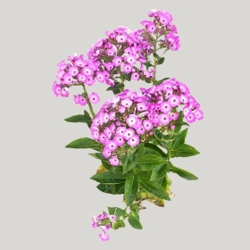 ͼʦģֲģȫ20222155