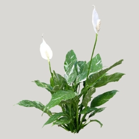 ͼʦģֲģȫ20222095