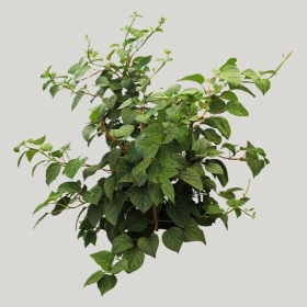 ͼʦģֲģȫ20221731