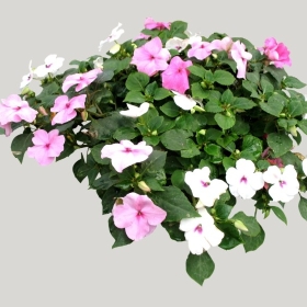 ͼʦģֲģȫ20221699