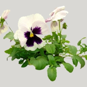 ͼʦģֲģȫ20222077