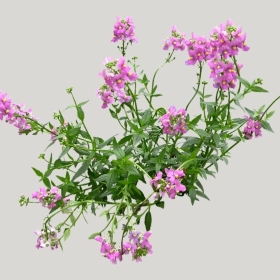 ͼʦģֲģȫ20221959