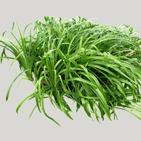 ͼʦģֲģȫ20222006