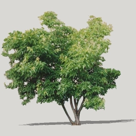 ͼʦģֲģȫ20221209