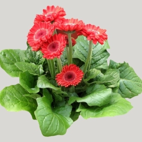 ͼʦģֲģȫ20221468