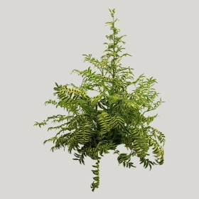 ͼʦģֲģȫ20221722