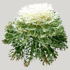 ͼʦģֲģȫ20221348