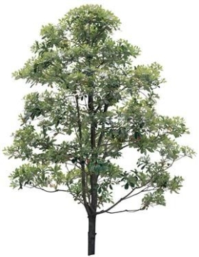 720úMtree05