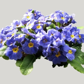 ͼʦģֲģȫ20221128