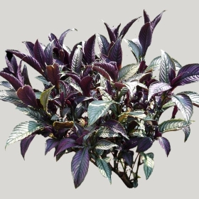 ͼʦģֲģȫ20222120