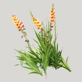 ͼʦģֲģȫ20221407