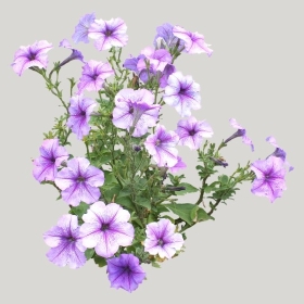 ͼʦģֲģȫ20222139