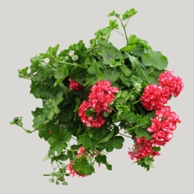 ͼʦģֲģȫ20221447