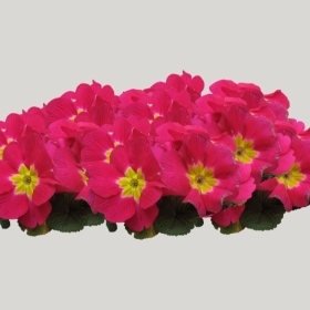 ͼʦģֲģȫ20221129