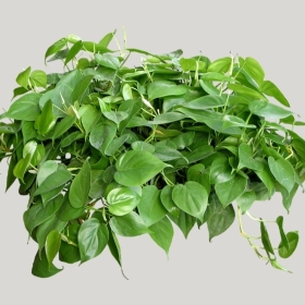 ͼʦģֲģȫ20221582