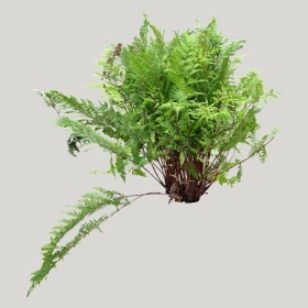 ͼʦģֲģȫ20221788