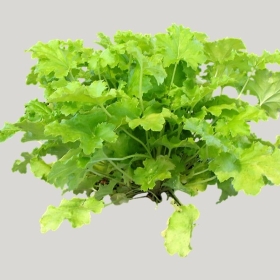 ͼʦģֲģȫ20221596