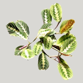 ͼʦģֲģȫ20222231