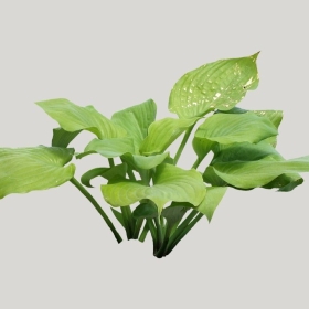 ͼʦģֲģȫ20221624