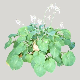 ͼʦģֲģȫ20221640